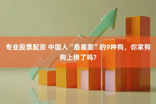 专业股票配资 中国人“最喜爱”的9种狗，你家狗狗上榜了吗?