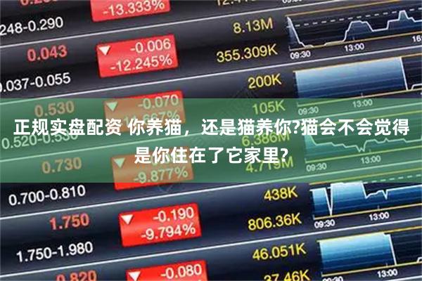 正规实盘配资 你养猫,还是猫养你?猫会不会觉得是你住在了它家里?